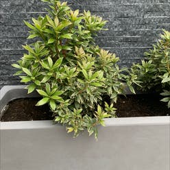 Japanese Andromeda plant