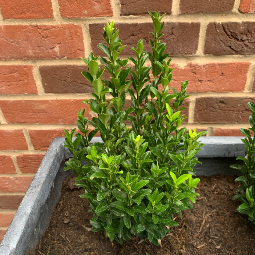 Healthy Common Boxwood shrub with dense green foliage, pruned into a conical shape, growing against a brick wall.