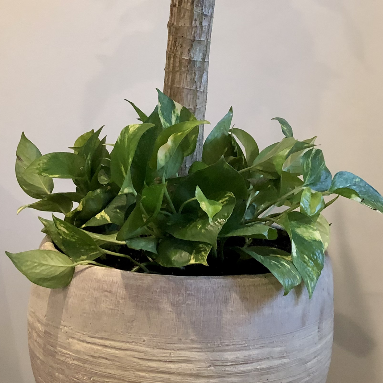 Taro Vine plant photo by Teresa named Wavy on Greg, the plant care app.