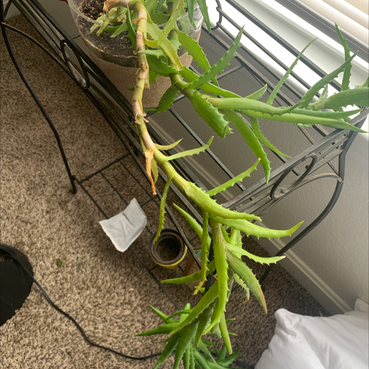 Candelabra Aloe plant with elongated green leaves in a pot on a metal stand.