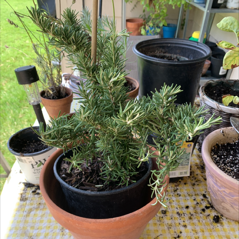 Rosemary plant photo by Victoria named Rosemary on Greg, the plant care app.
