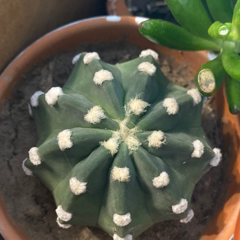 Sand Dollar Cactus in a pot with visible soil, well-framed and in focus.