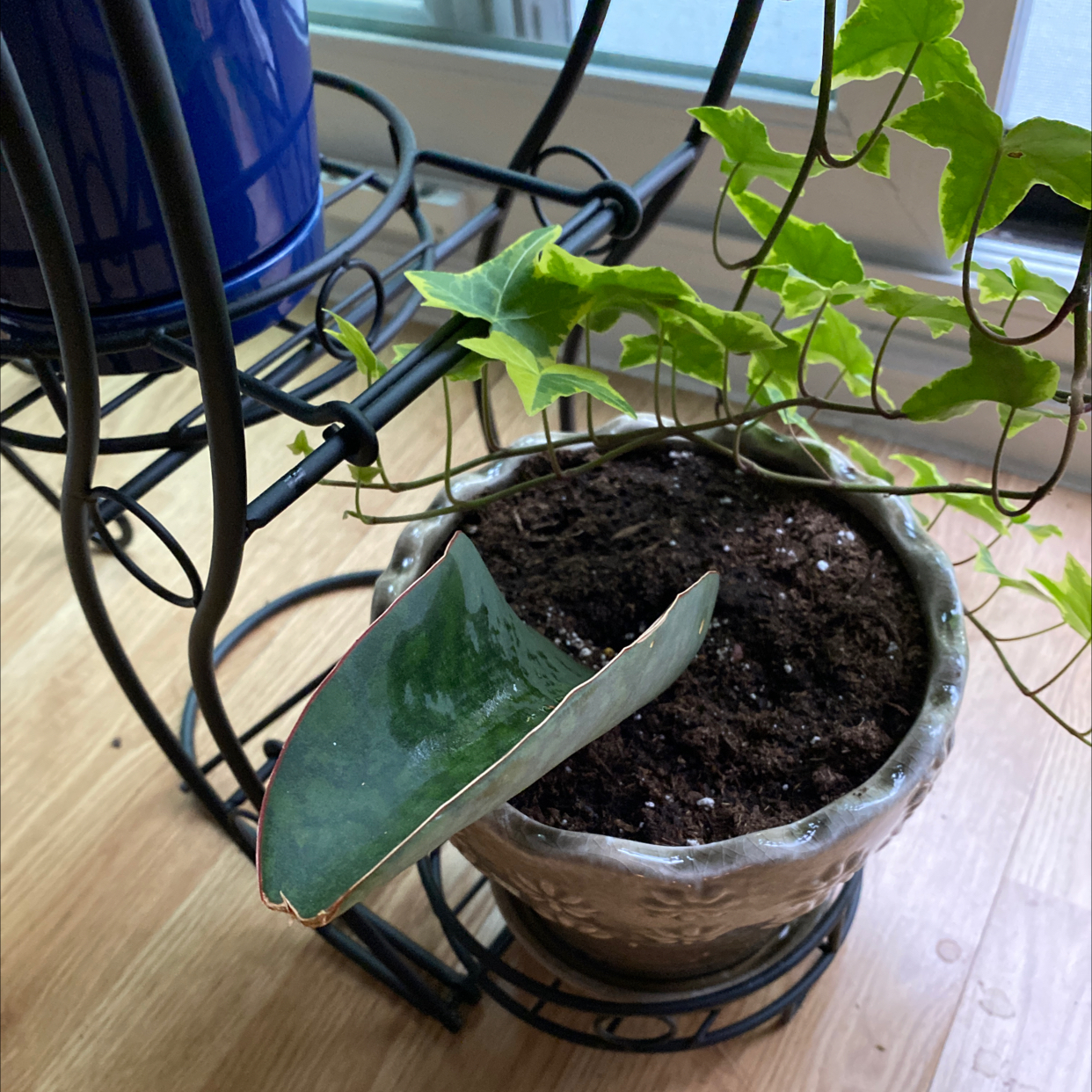 Potted Whale Fin Snake Plant with a single broad leaf and visible soil.