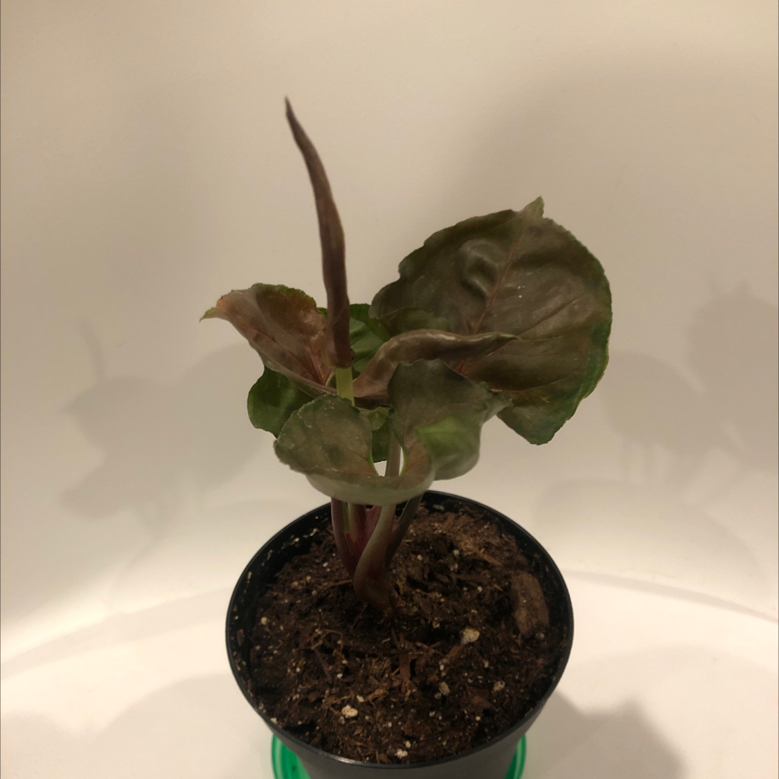 Syngonium 'Maria Allusion' plant in a small pot with visible soil.
