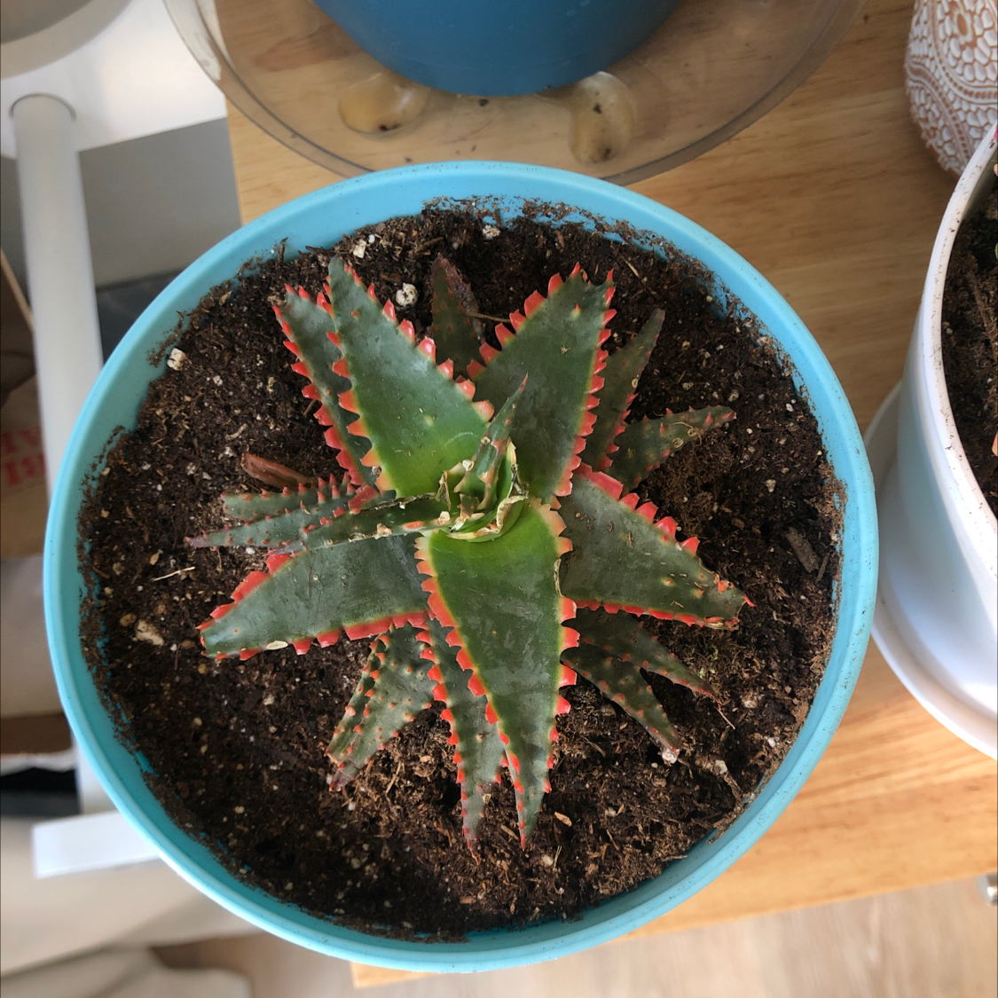 A healthy Aloe 'Christmas Sleigh' plant in a blue pot with visible soil.