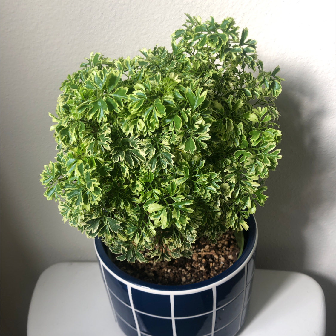 Photo of the plant species Ming Aralia by @LA-Oasis named Ming Ming on Greg, the plant care app