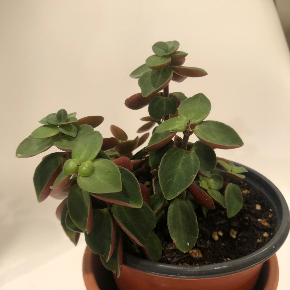 Peperomia Red Log plant in a small pot with visible soil and healthy green leaves.