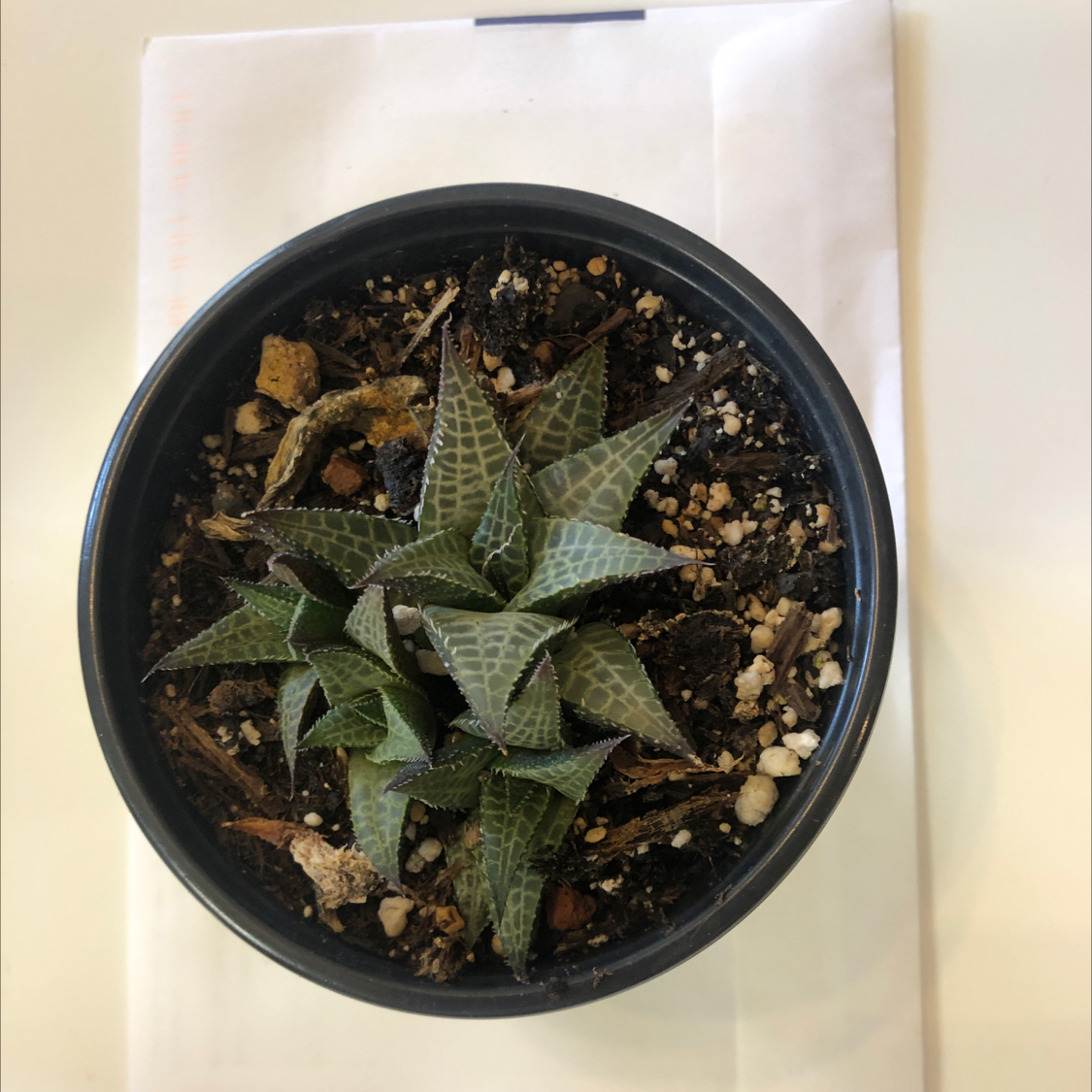 Photo of the plant species Veined Haworthia by @LA-Oasis named Gator Plant on Greg, the plant care app