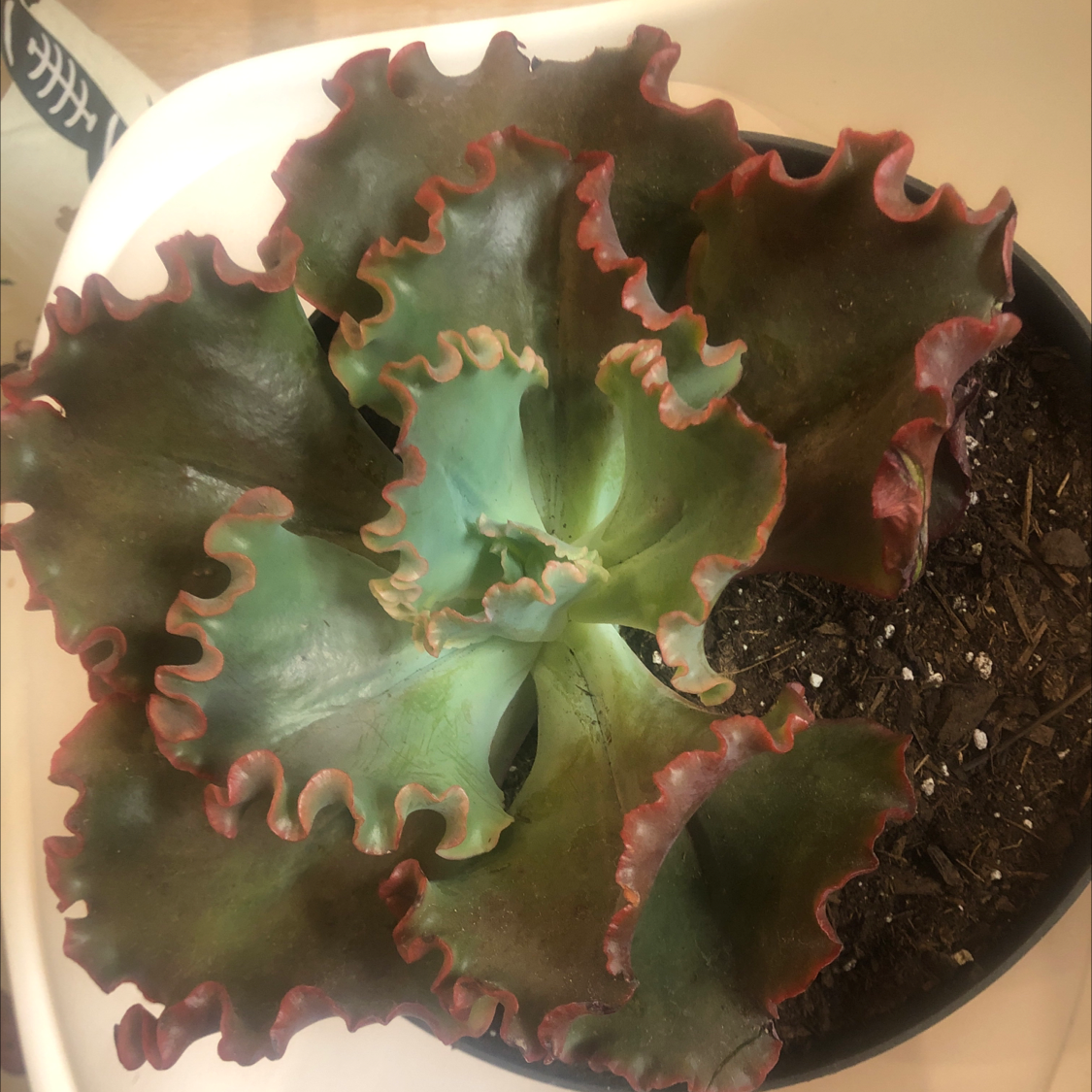 Photo of the plant species Crimson Tide by @LA-Oasis named Crimson Tide on Greg, the plant care app