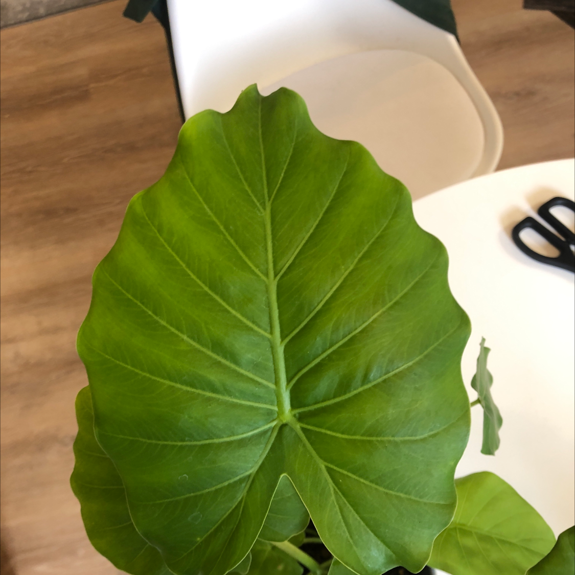 A healthy green leaf of a New Guinea Shield plant with a chair and scissors in the background.