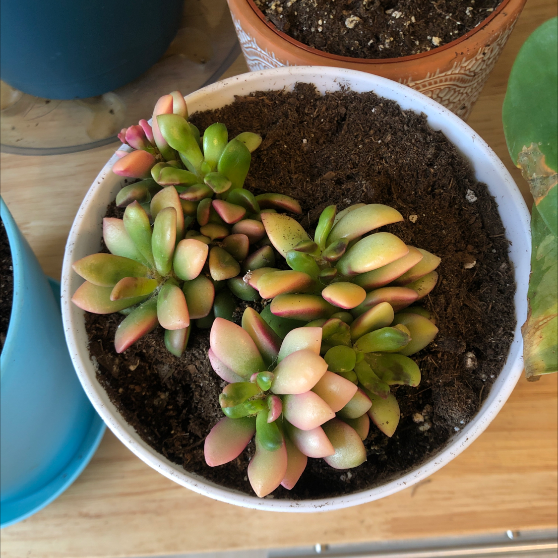 Potted Anacampseros telephiastrum 'Variegata' with healthy, variegated leaves.