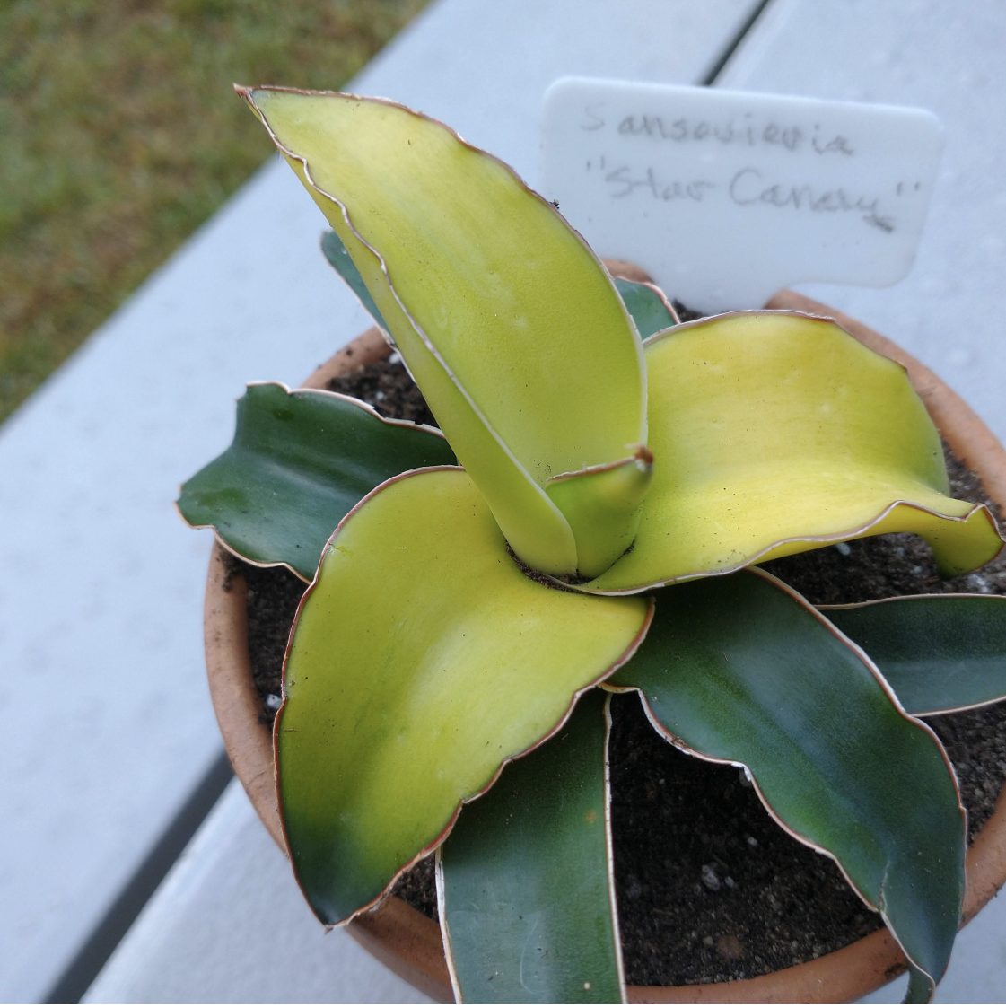 Photo of the plant species Star Canary by @LA-Oasis named UK Native on Greg, the plant care app