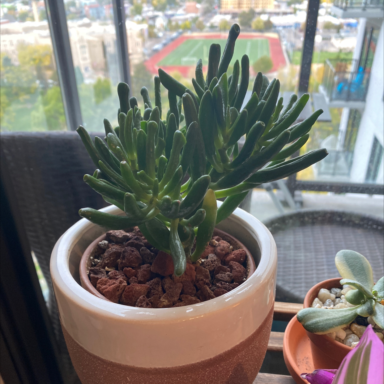 Lucky Plant plant photo by @CarrieGraham named Amiens hobbit - living room on Greg, the plant care app.