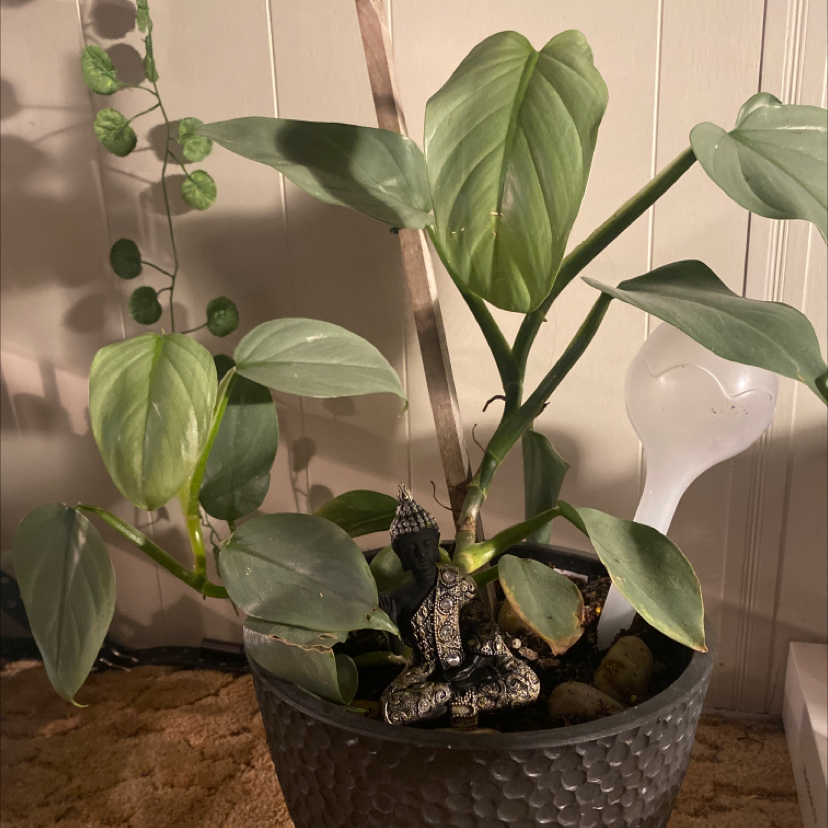 Philodendron Scandens plant photo by @bratzdoll named nuki on Greg, the plant care app.