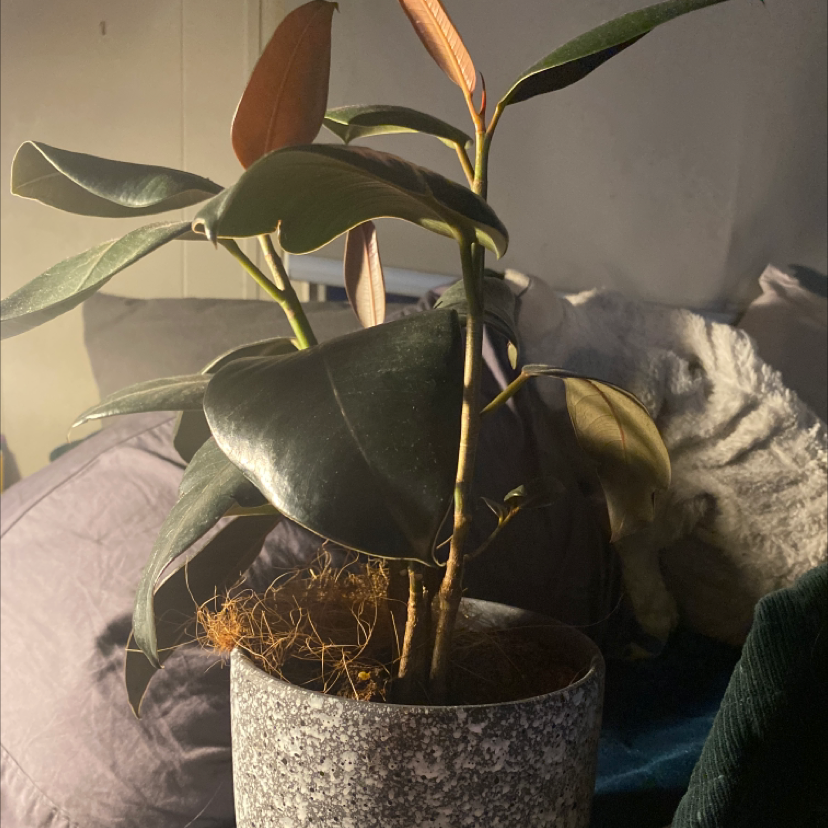 Rubber Plant plant photo by @bratzdoll named fig bae on Greg, the plant care app.
