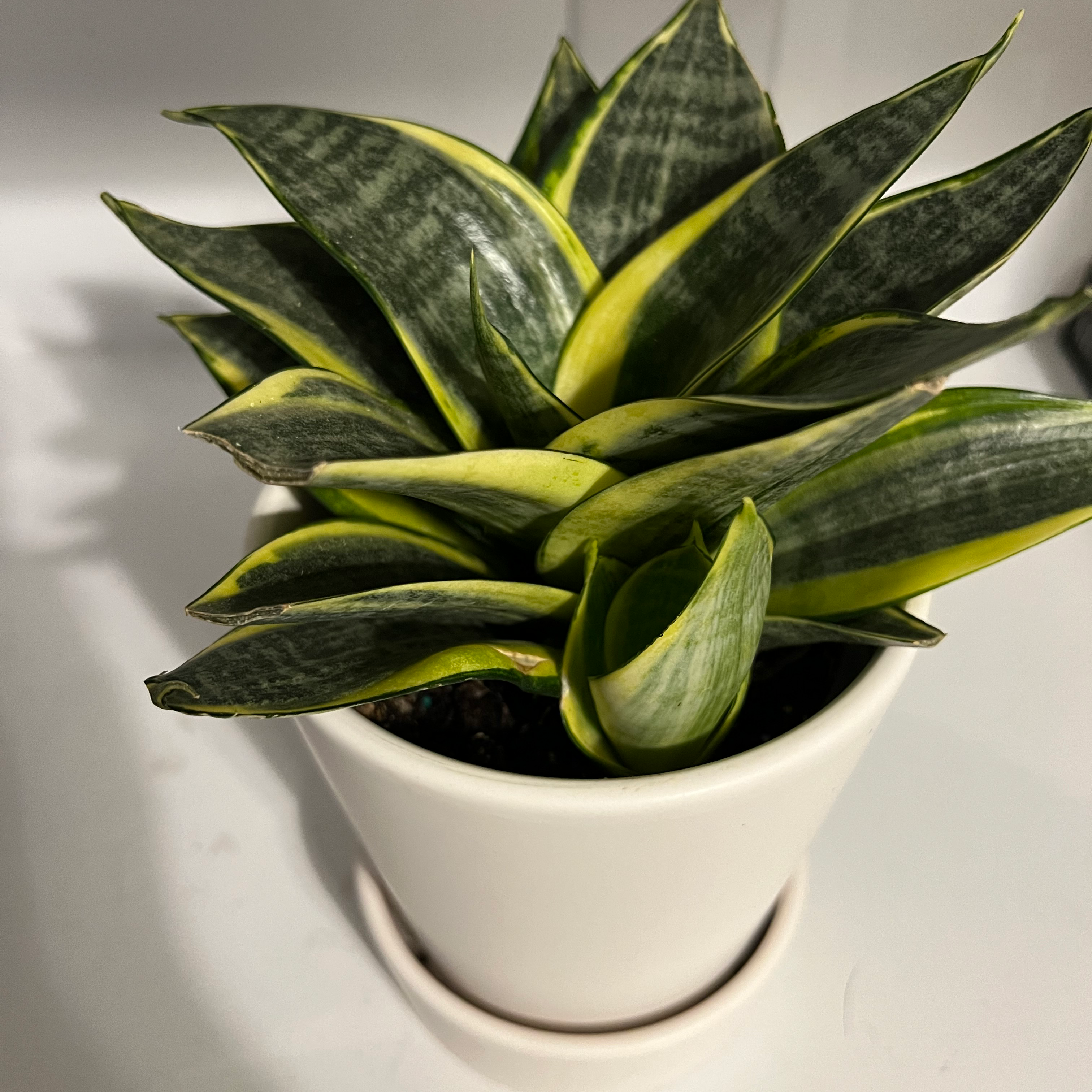 Sansevieria 'Lauren' plant in a white pot with vibrant green and yellow variegated leaves.