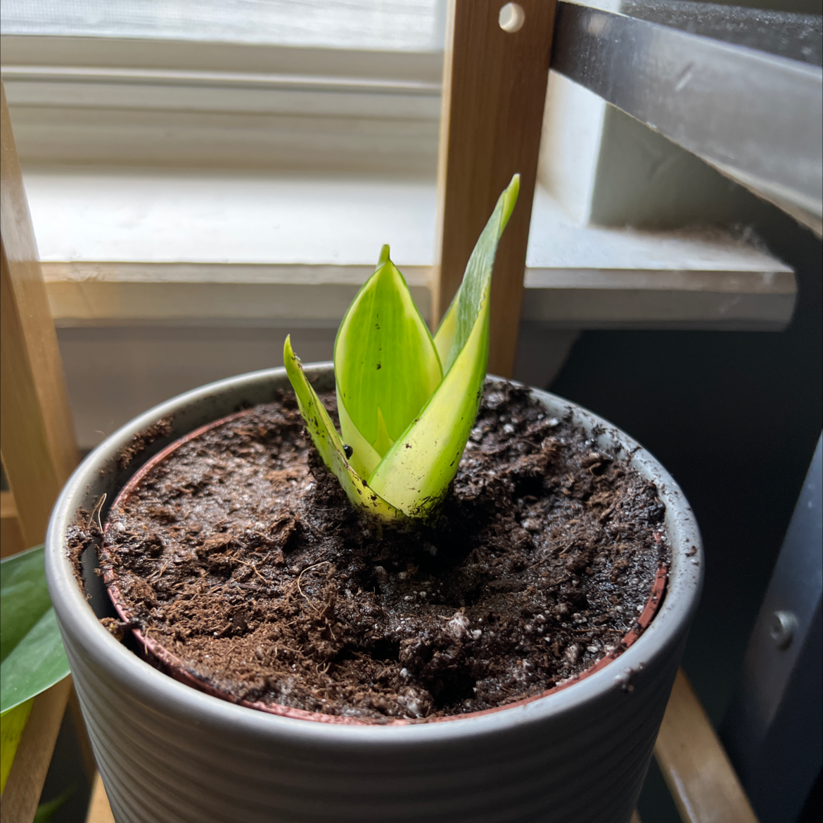 Young Sansevieria 'Lauren' plant in a pot with visible soil, well-framed and focused.