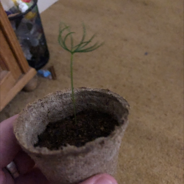 Norway Spruce plant photo by Owen named Boba on Greg, the plant care app.