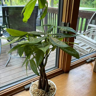 Money Tree plant in Somewhere on Earth