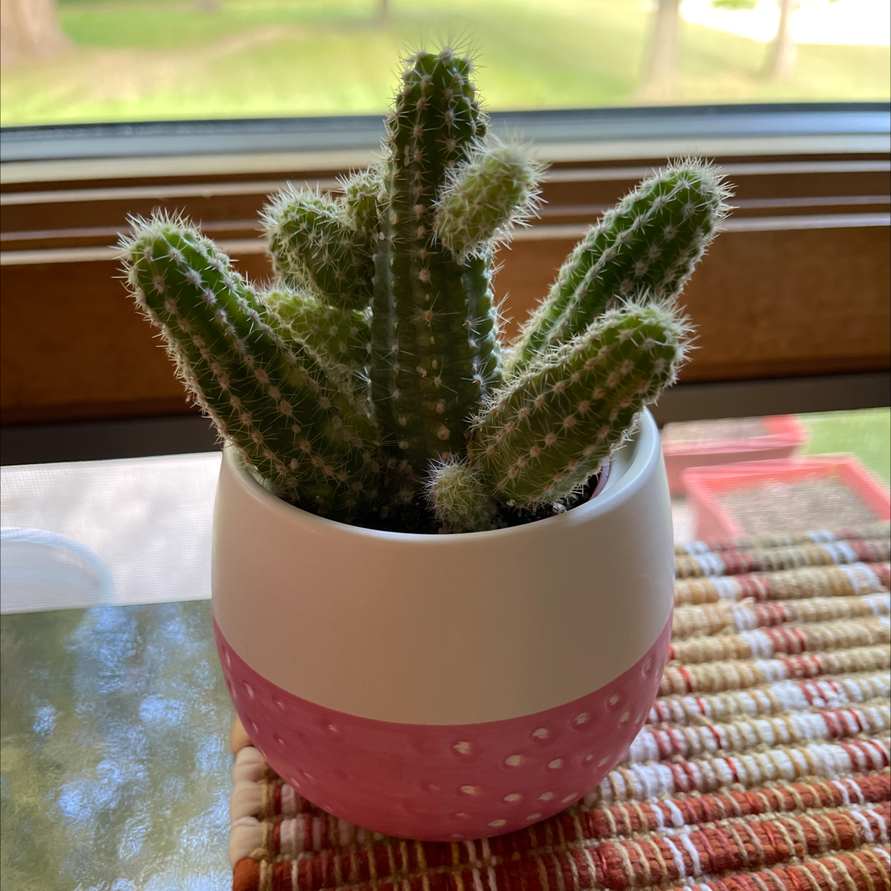 Photo of the plant species Espostoa mirabilis by @marianne2sg named Prickles on Greg, the plant care app