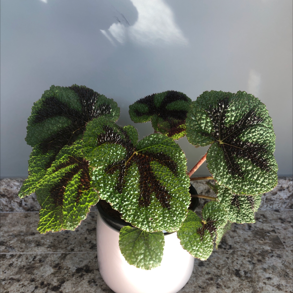 Photo of the plant species Iron Cross Begonia by @juliana named Begonia Masoniana on Greg, the plant care app