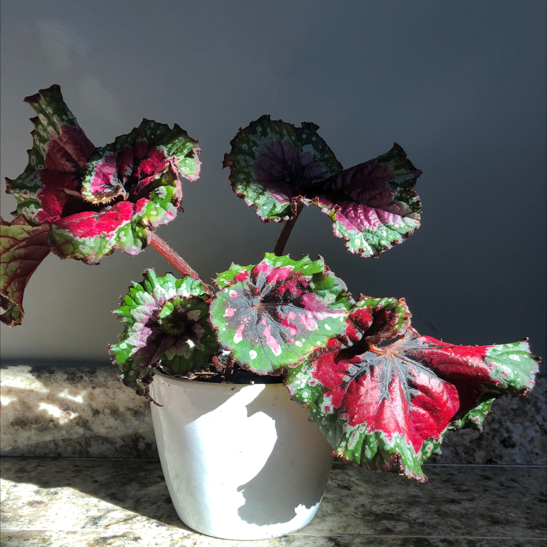 Photo of the plant species Rex Begonia 'Escargot' by @juliana named Begonia Rex on Greg, the plant care app