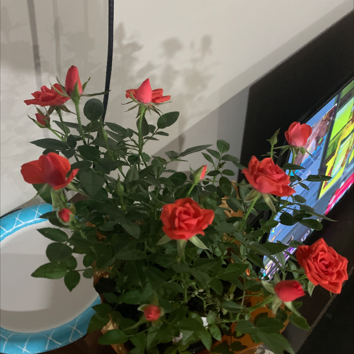 Miniature Rose plant photo by @GxSobes named Dolores on Greg, the plant care app.