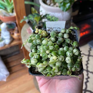 Variegated String of Pearls plant in East Northport, New York