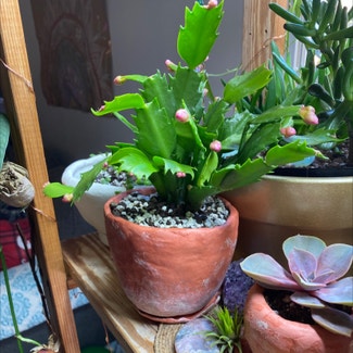 False Christmas Cactus plant in East Northport, New York