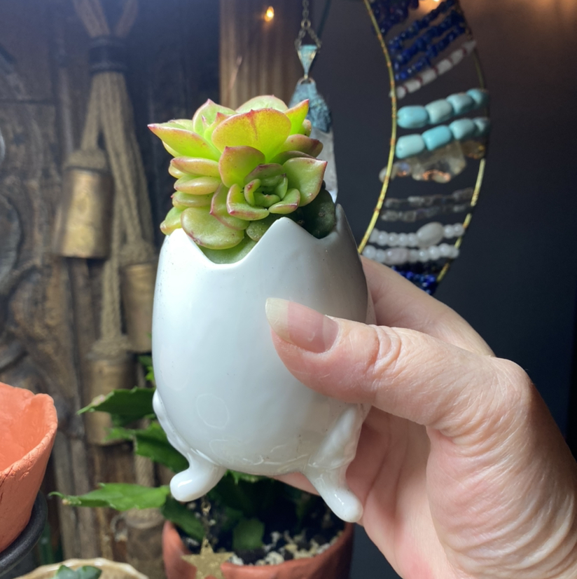 Photo of the plant species Sedeveria Rolly by @Hypsie named GrEggPlant  🐣 on Greg, the plant care app