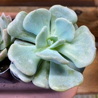 Cubic Frost™ Echeveria plant in Kings Park, New York