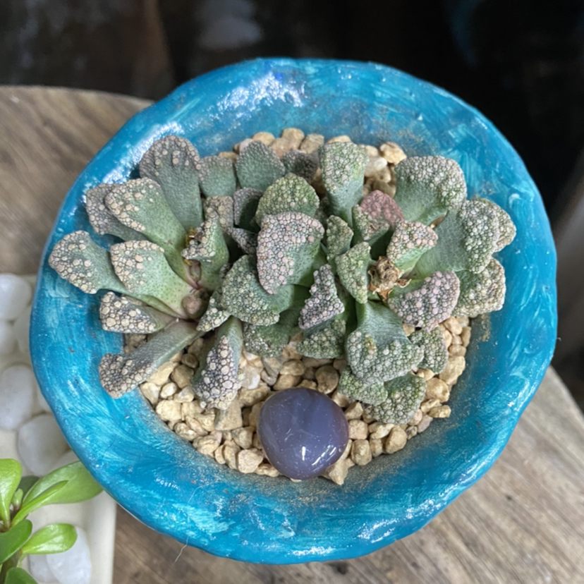 Concrete Leaf Living Stone plant in a blue pot with gravel, appearing healthy.