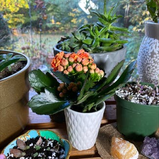 Florist Kalanchoe plant in East Northport, New York