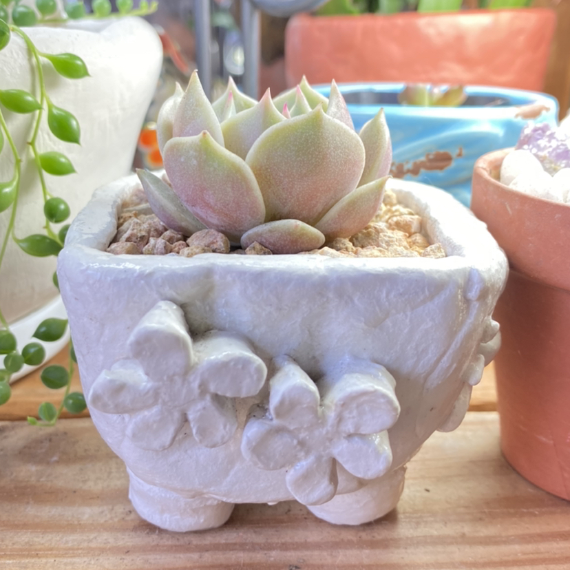 Echeveria 'Lola' succulent in a decorative pot with flower designs, healthy and well-framed.