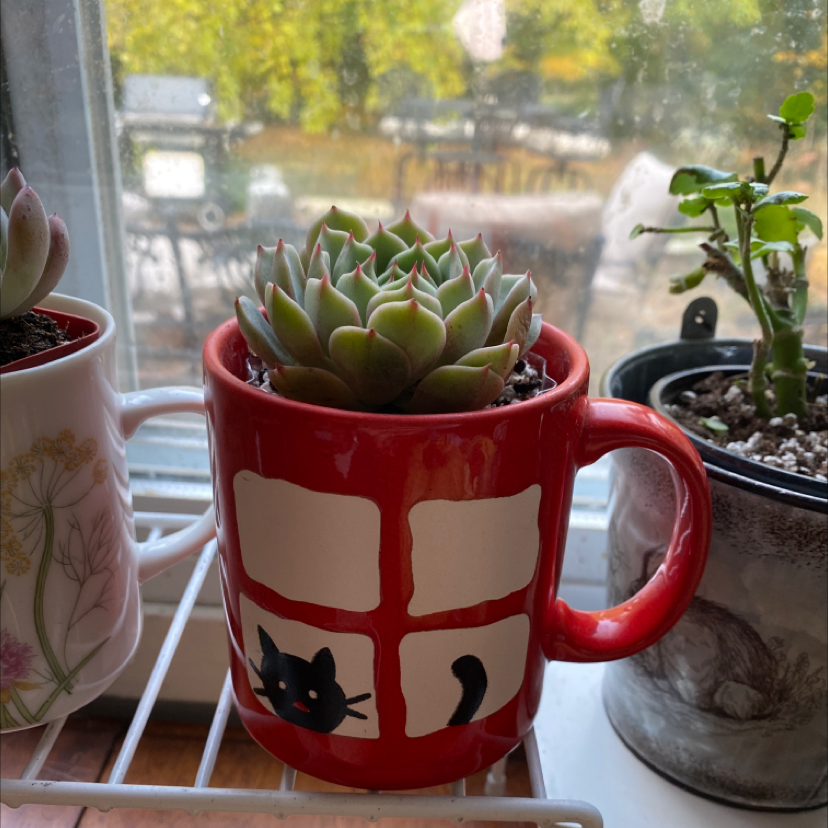 Silhouette Echeveria plant photo by @Hypsie named K.Sir Meowsalot on Greg, the plant care app.