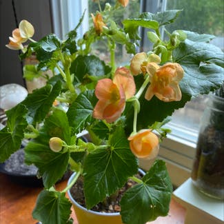 Tuberous Begonia plant in East Northport, New York