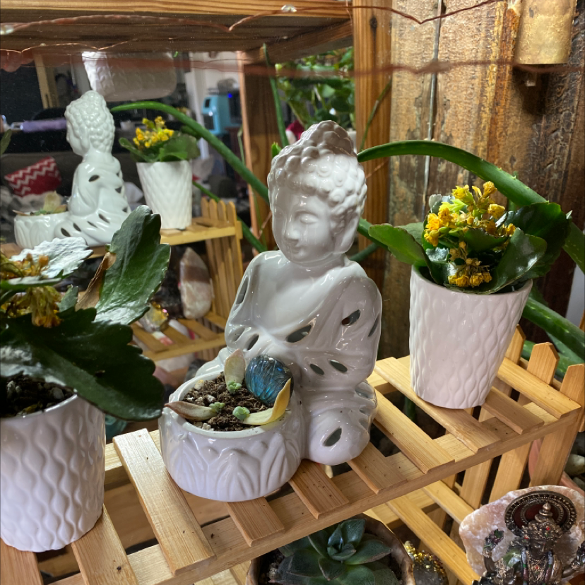 2 Buddha babies
