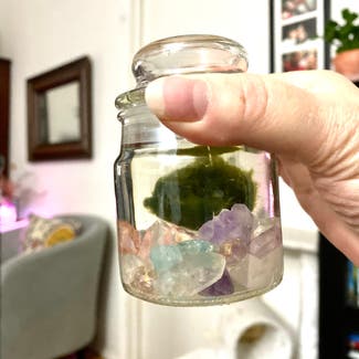 Marimo plant in Kings Park, New York