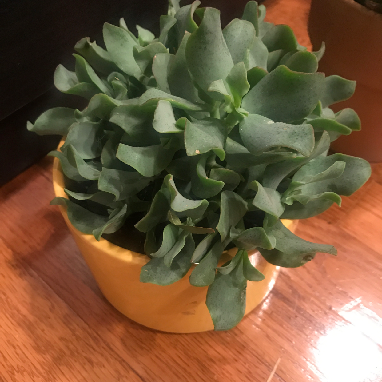 Healthy Silver Dollar Plant in a yellow pot with green leaves.