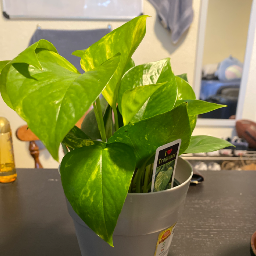 Taro Vine plant photo by @jeet named Cody on Greg, the plant care app.