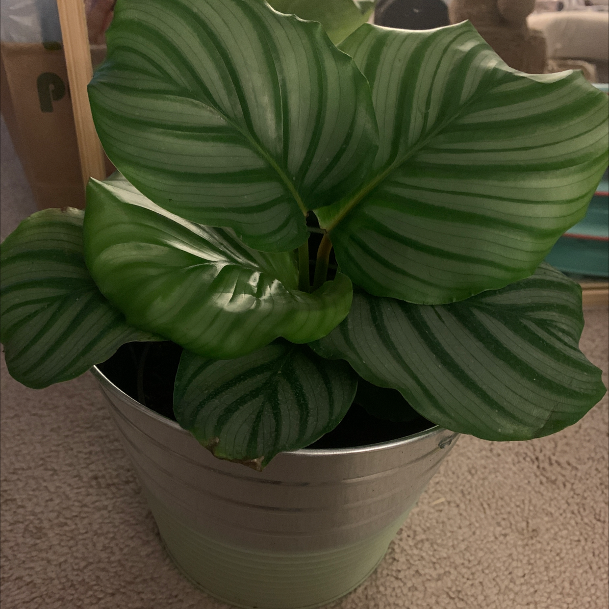 Calathea Orbifolia plant with large, striped leaves in a metal pot on a carpeted floor.