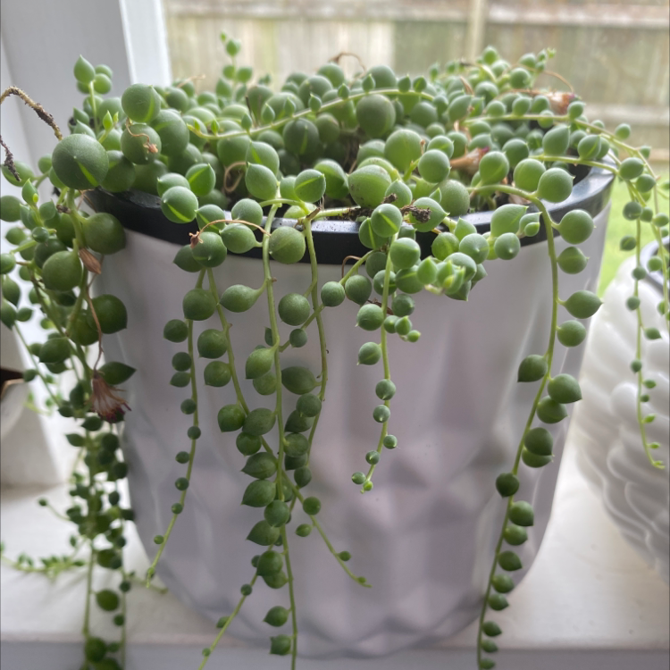 String of Pearls plant photo by @Isha._.Khopkar named Bubbles on Greg, the plant care app.