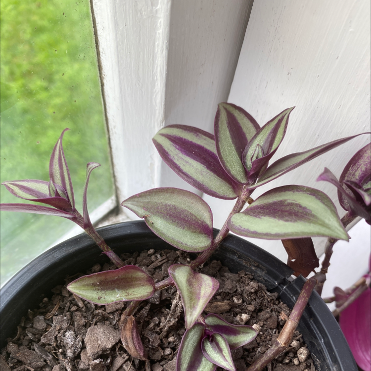 Spiderwort plant photo by @Isha._.Khopkar named Marty on Greg, the plant care app.