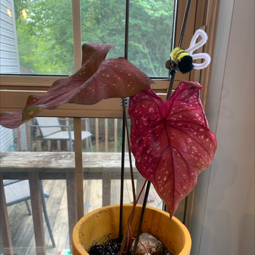 Photo of the plant species Caladium Burning Heart by Rachel named Ruby on Greg, the plant care app