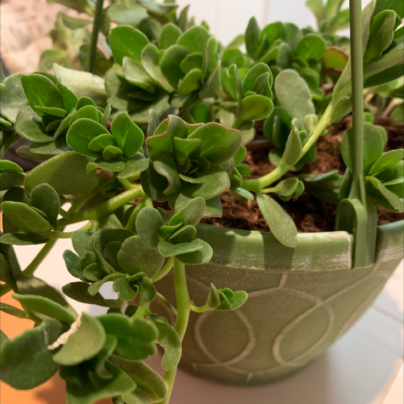 Healthy Wingpod Purslane plant in a decorative pot with vibrant green leaves.