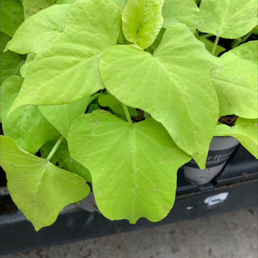 Closeup of a healthy sweet potato vine plant with large, vibrant chartreuse heart-shaped leaves growing in a nursery pot.