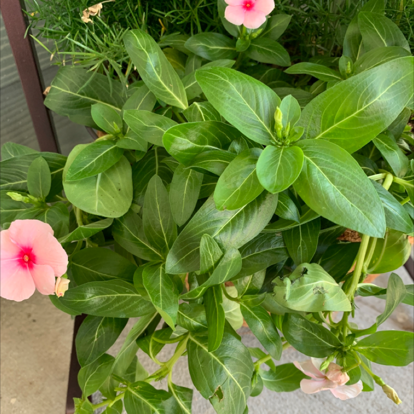 Bright Eyes plant with vibrant green leaves and pink flowers, well-maintained and healthy.