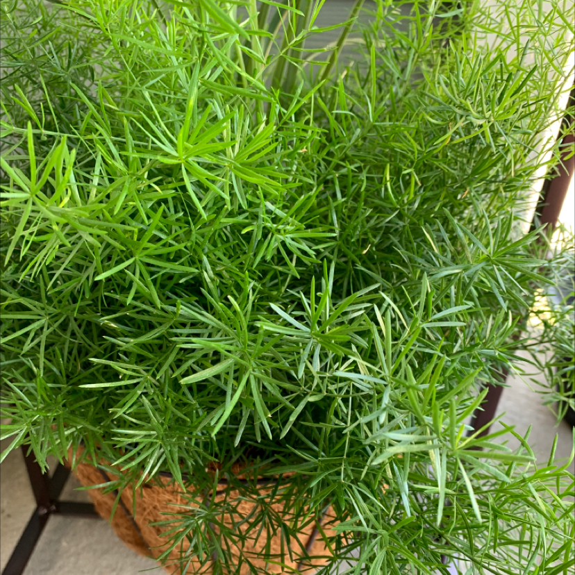 Healthy plume asparagus plant with lush green needle-like foliage, potted indoors.