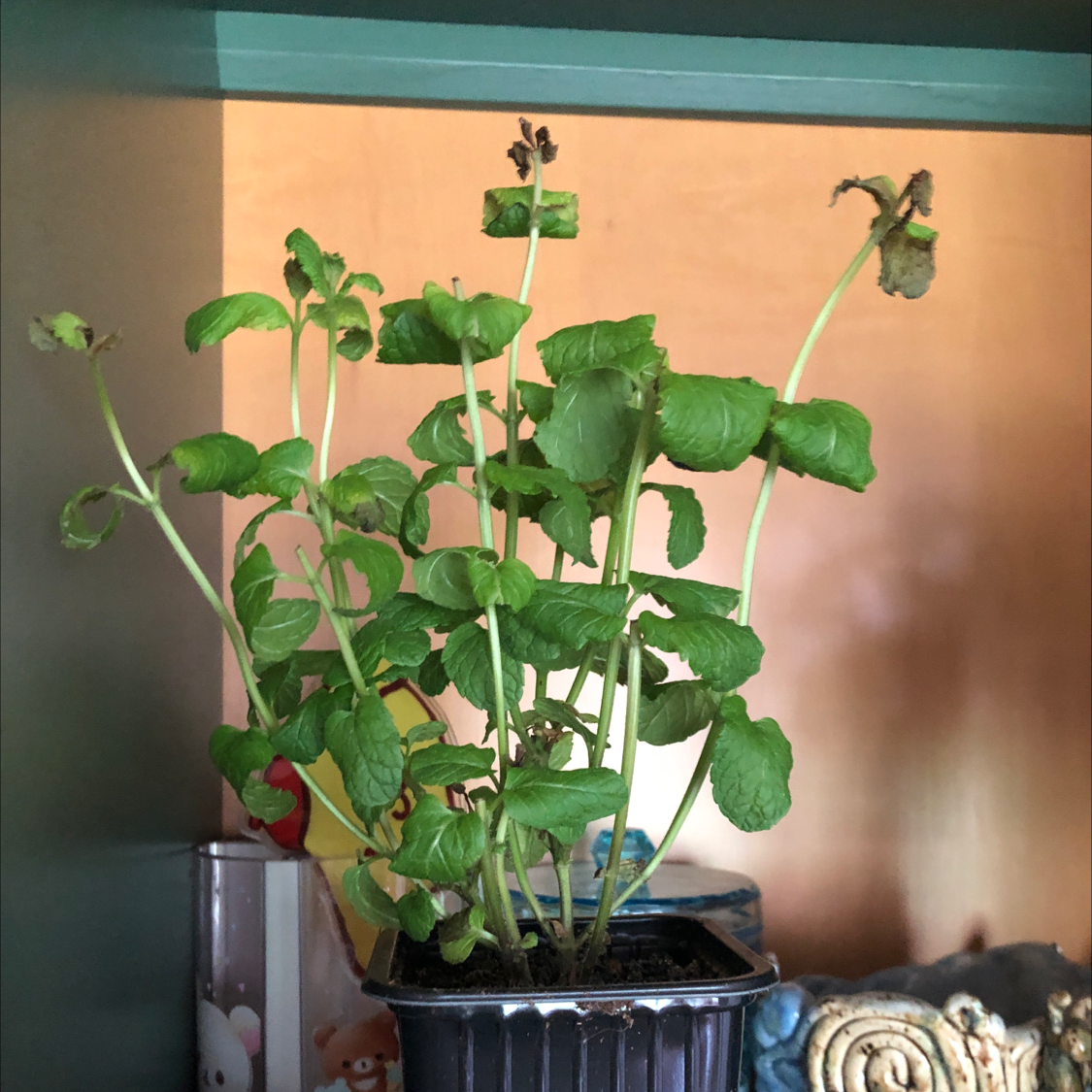 Potted spearmint plant with some browning leaves at the top.