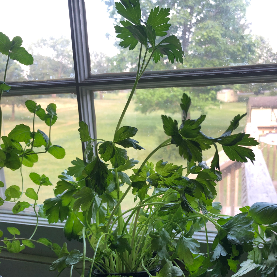 Healthy Italian Parsley plant near a window with green, vibrant leaves.